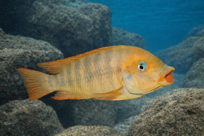 Petrochromis sp. 'red mpimbwe' Kasanga (Flametail)